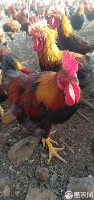 赤峰笨笨水果店電話地址查詢-第1張圖片