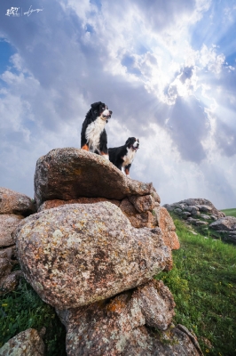 赤峰市愛(ài)寵閣電話號(hào)碼-第1張圖片
