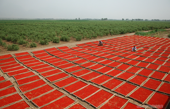 赤峰大地拖拉機(jī)銷售電話號(hào)碼-第1張圖片