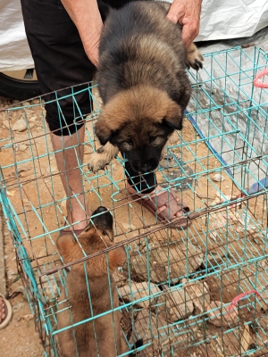 赤峰附近賣豬仔的電話號(hào)碼-第1張圖片