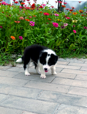 赤峰同城邊牧出售電話號碼-第1張圖片