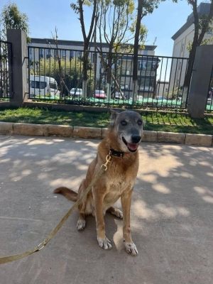 赤峰領(lǐng)養(yǎng)退役犬電話多少號(hào)-第1張圖片