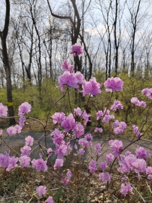赤峰市花-第1張圖片