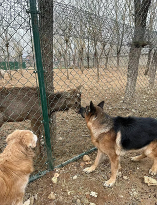 赤峰狗場-第1張圖片