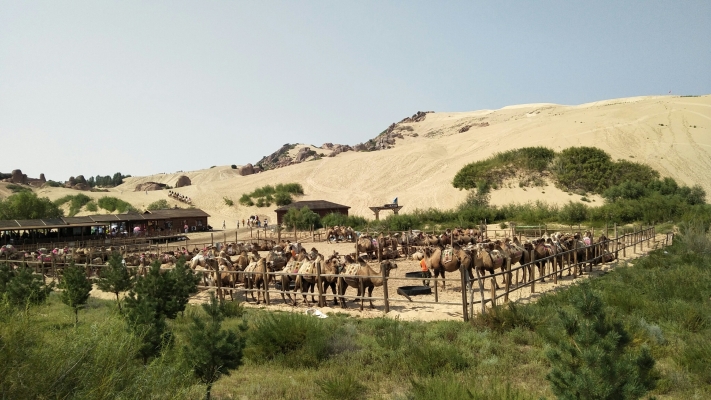 赤峰烏丹養(yǎng)殖基地電話號碼-第1張圖片