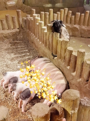 赤峰充氣淘氣堡地址電話號碼-第1張圖片