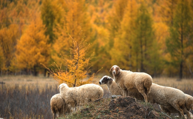 赤峰羊養(yǎng)殖廠地址電話號碼-第1張圖片
