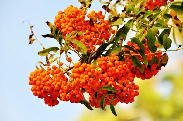 赤峰花楸苗供應(yīng)電話地址查詢-第1張圖片