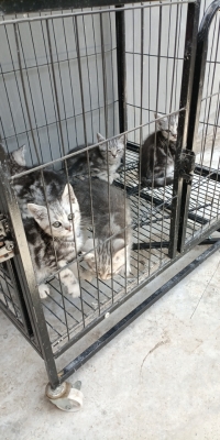 赤峰市上門(mén)回收貓電話號(hào)碼-第1張圖片