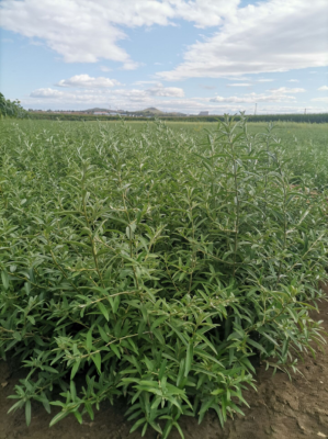 赤峰樹(shù)苗基地電話號(hào)碼查詢-第1張圖片