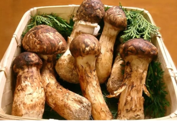 赤峰大北農(nóng)食堂電話號碼查詢-第1張圖片