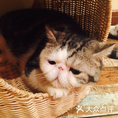 喵屋咖啡赤峰店電話地址是多少-第1張圖片