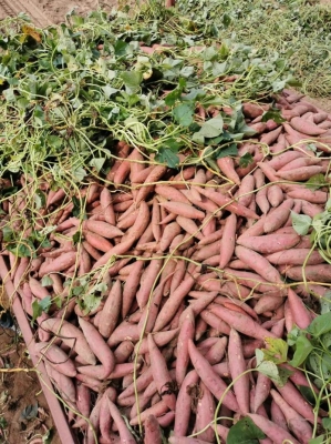 赤峰附近紅薯苗基地電話號(hào)碼-第1張圖片