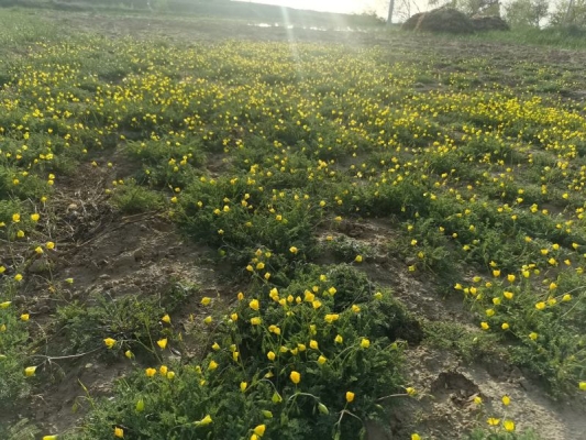 赤峰蕎麥專賣店電話地址查詢-第1張圖片