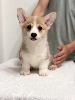 赤峰大孟寵物店電話號(hào)碼-第1張圖片