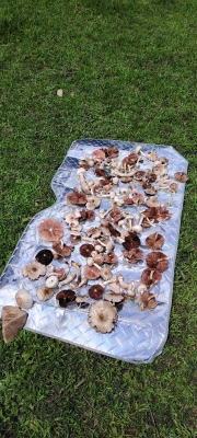 赤峰森谷露營基地電話號碼-第1張圖片