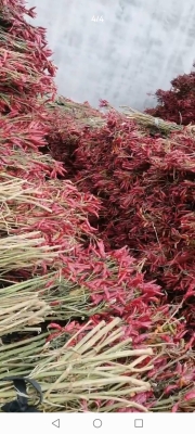 赤峰辣椒皮烘干廠電話地址查詢-第1張圖片