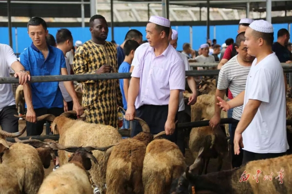 赤峰清真屠宰場宰羊電話號碼-第1張圖片
