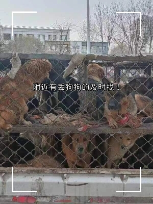 赤峰寄存寵物電話多少啊-第1張圖片