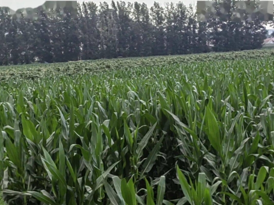 赤峰種植農(nóng)戶有電話號碼嗎-第1張圖片