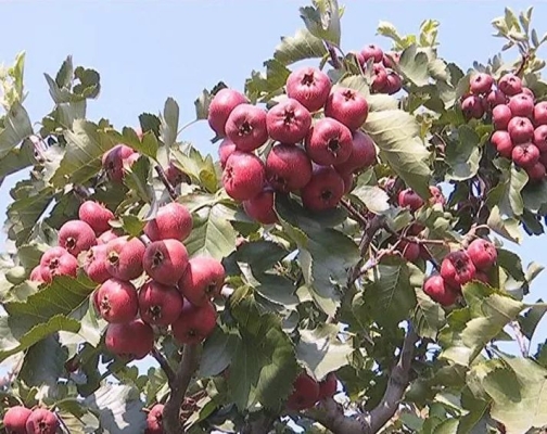赤峰市酸棗收購電話地址查詢-第1張圖片