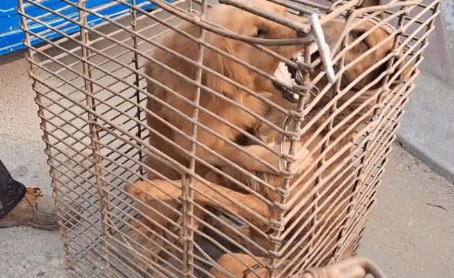 赤峰狗肉販子電話號碼查詢-第1張圖片