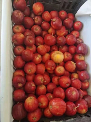 赤峰林西種子廠地址電話號碼-第1張圖片