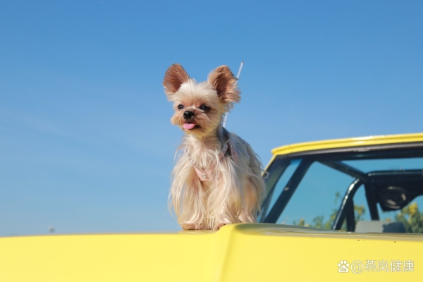 赤峰約克夏美容醫(yī)院電話號(hào)碼-第1張圖片