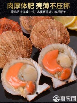 赤峰扇貝批發(fā)電話是多少號(hào)-第1張圖片