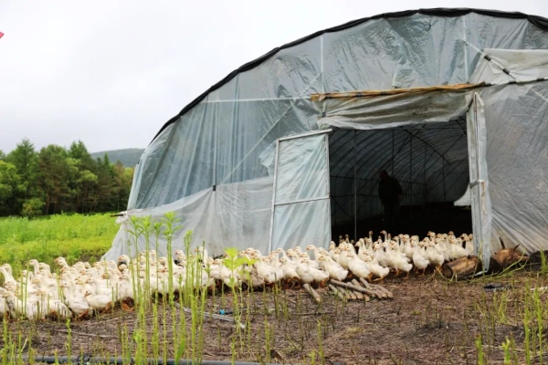 赤峰養(yǎng)鵝廠聯(lián)系電話號碼-第1張圖片