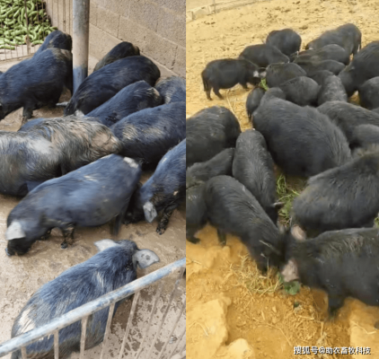 赤峰小黑豬仔豬場電話號碼-第1張圖片