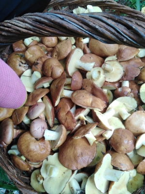 赤峰線蟲批發(fā)市場電話號碼-第1張圖片