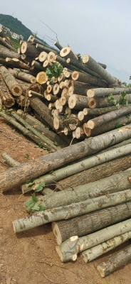 赤峰收楊樹大量收購木材電話是多少-第1張圖片