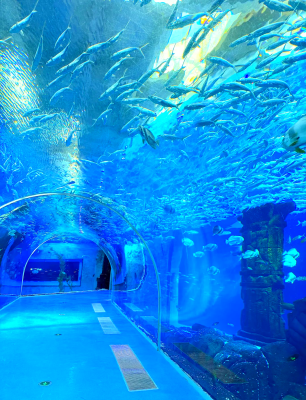 赤峰市海底樂(lè)園電話地址查詢-第1張圖片