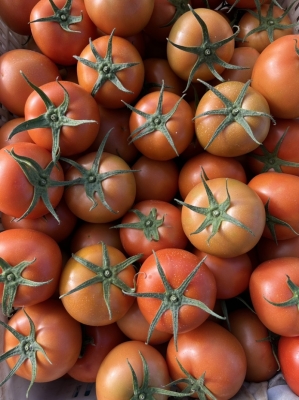 赤峰番茄基地電話多少號(hào)-第1張圖片