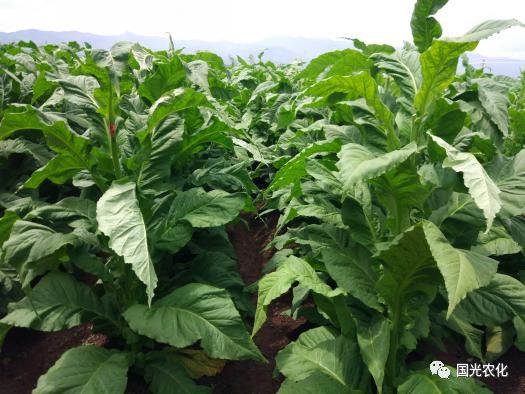 赤峰煙農化肥廠電話號碼-第1張圖片