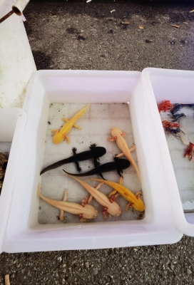 赤峰回收觀(guān)賞魚(yú)電話(huà)號(hào)碼-第1張圖片