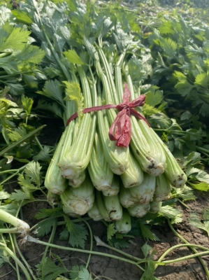 赤峰大廟鎮(zhèn)芹菜基地電話號碼-第1張圖片