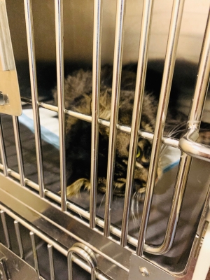 赤峰貓咪絕育團(tuán)購電話號碼-第1張圖片