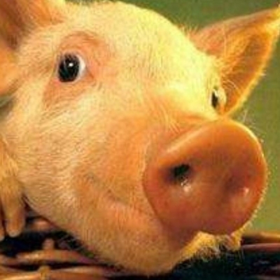 赤峰賣鸚鵡人士電話號(hào)碼是多少-第1張圖片