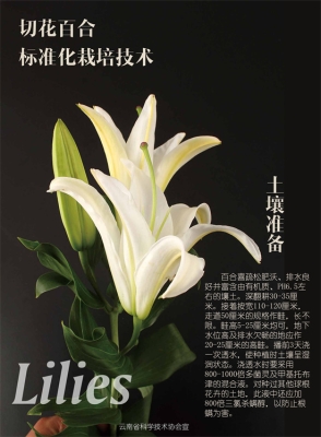 赤峰百合切花店電話號碼-第1張圖片