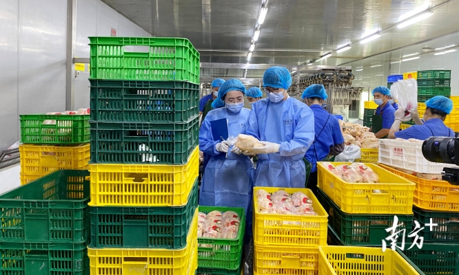 赤峰雞鴨鵝凍貨店地址電話號碼-第1張圖片