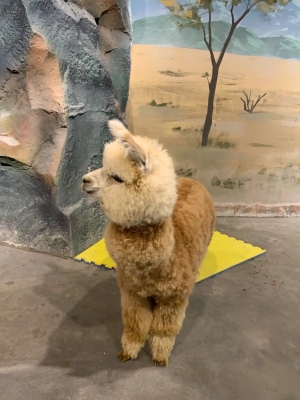 赤峰熔巖酒店電話號碼多少號-第1張圖片