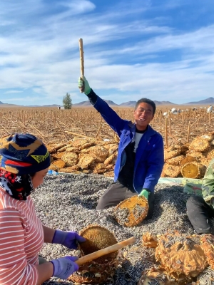 赤峰瓜子產(chǎn)地購銷公司電話號(hào)碼-第1張圖片