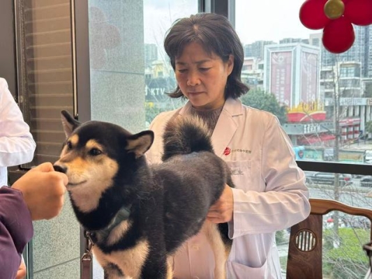 赤峰狗狗針灸醫(yī)院電話號(hào)碼多少-第1張圖片