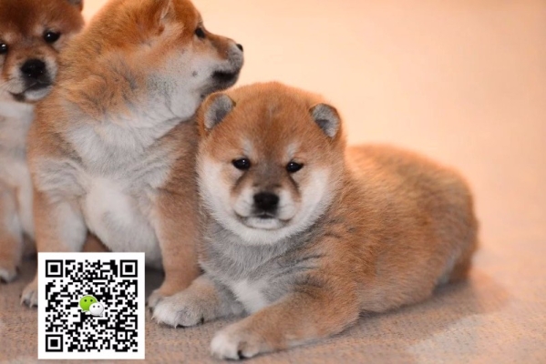 赤峰賣小狗的電話是多少號-第1張圖片