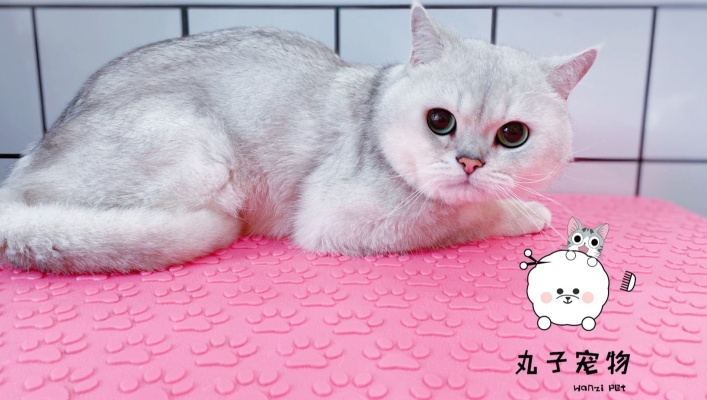 赤峰玖月寵物店電話號碼-第1張圖片