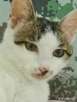 赤峰流浪貓領(lǐng)養(yǎng)平臺(tái)電話號(hào)碼-第1張圖片