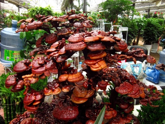 赤峰紅山花卉市場電話號碼-第1張圖片