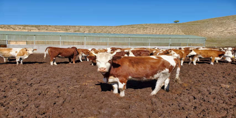 赤峰芝瑞鎮(zhèn)電話號(hào)碼是多少-第1張圖片